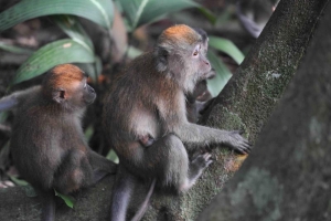 Family of Long-Tailed Macaque monkeys