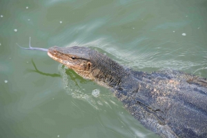 Malayan Water Monitor