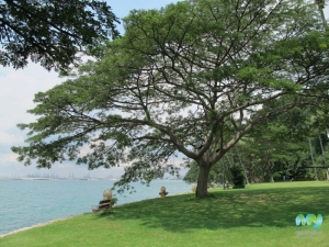 Some Shade on Sentosa Island