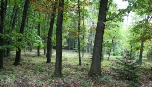 Arboretum Kysihýbel