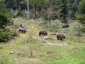 Bear Watching Slovakia