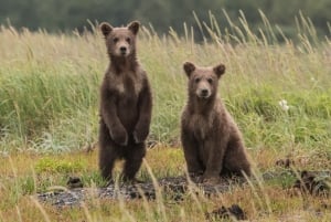 Bear Watching Slovakia