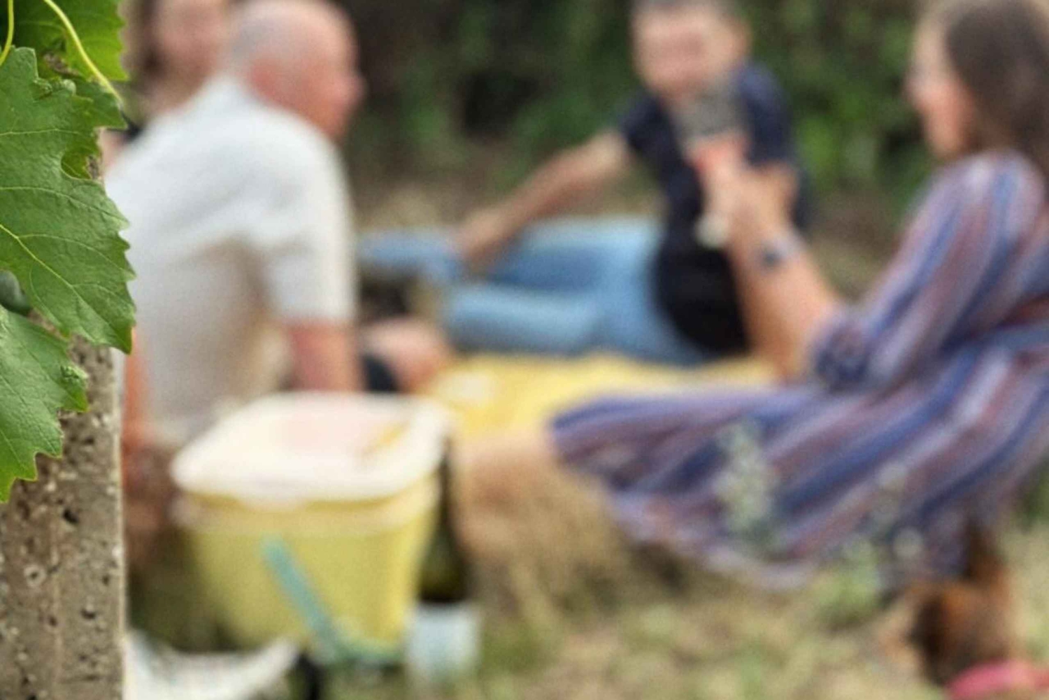 Bratislava: Vineyard Walk and Wine Picnic with Winemaker