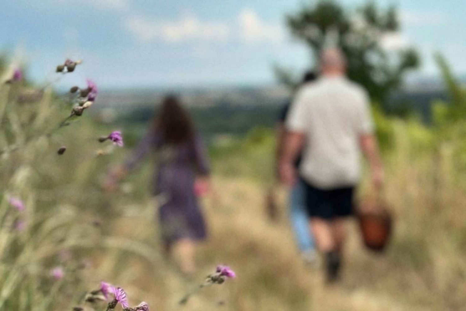 Bratislava: Vineyard Walk and Wine Picnic with Winemaker