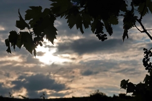 Bratislava: Vineyard Walk and Wine Picnic with Winemaker