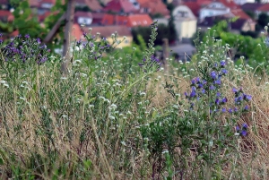 Bratislava: Vineyard Walk and Wine Picnic with Winemaker