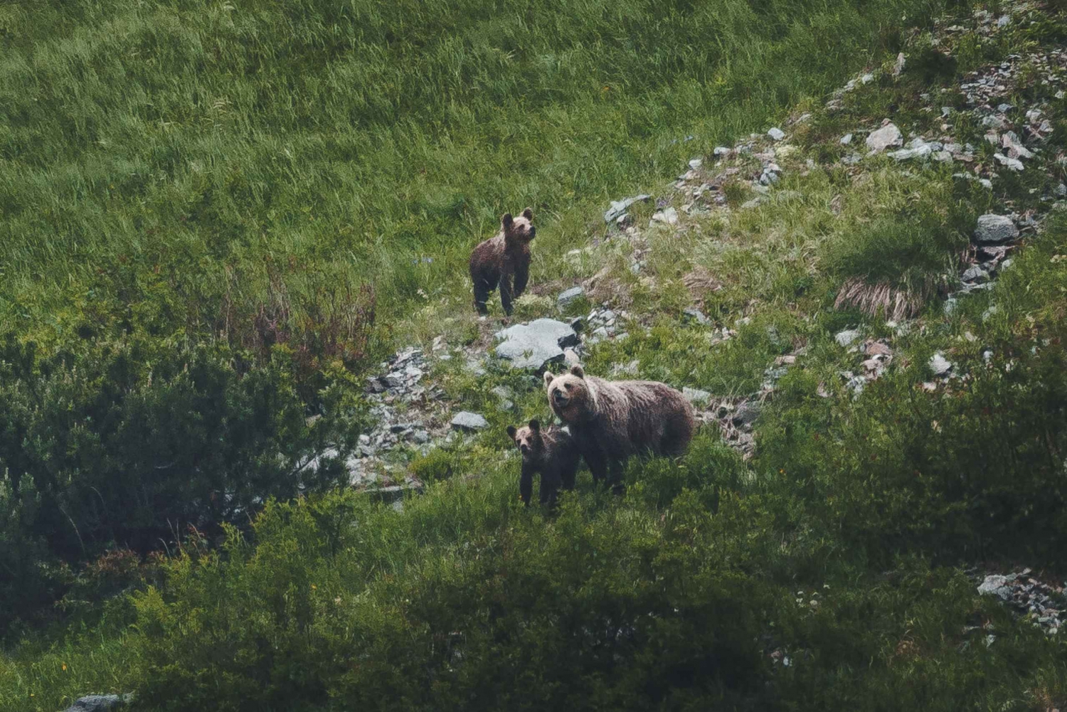 Altos Tatras: Excursión de observación de osos en Eslovaquia