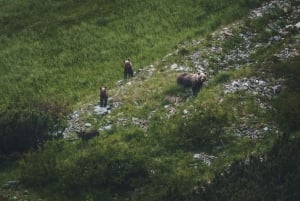 Hoge Tatra: Wandeltocht beren kijken in Slowakije