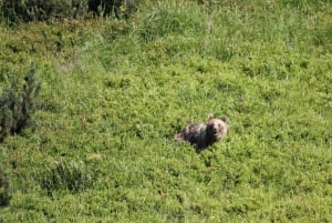 Höga Tatrabergen: Vandringstur med björnskådning i Slovakien