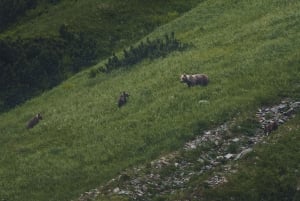 Hautes Tatras : Randonnée d'observation des ours en Slovaquie