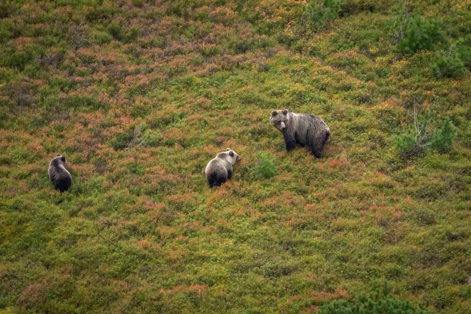 Hiking Bear Watching Tour in the High Tatras, Slovakia