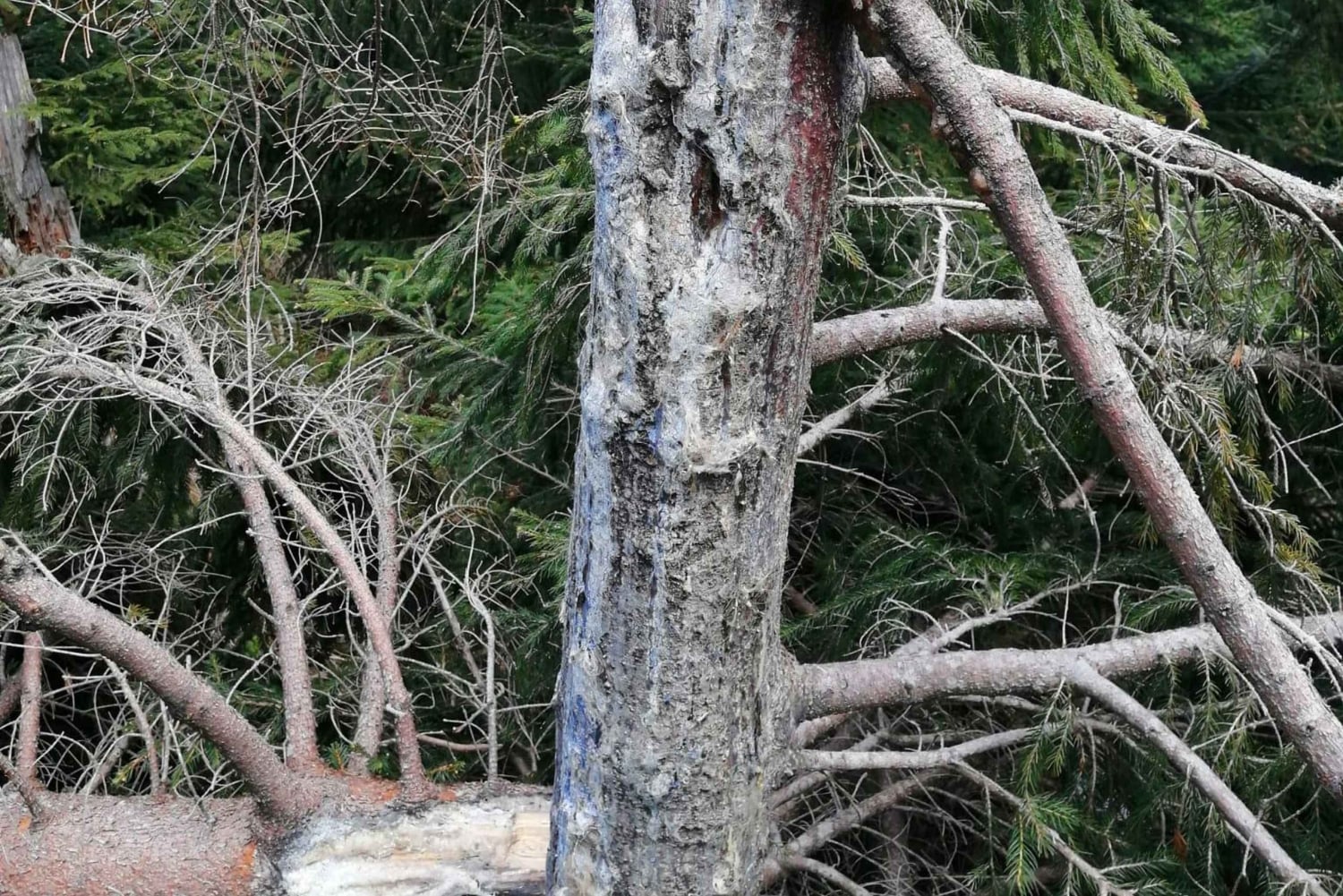 Hiking Bear Watching Tour in the High Tatras, Slovakia