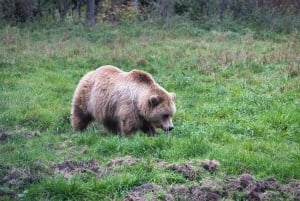 Hiking Bear Watching Tour in the High Tatras, Slovakia