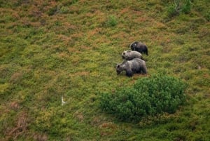 Hiking Bear Watching Tour in the High Tatras, Slovakia