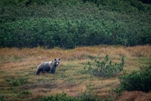 Hiking Bear Watching Tour in the High Tatras, Slovakia