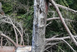 Hiking Bear Watching Tour in the High Tatras, Slovakia