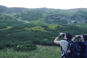 Hiking Bear Watching Tour in the High Tatras, Slovakia