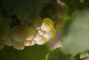 Modra: Privat vinsmagning guidet af vingårdens ejer
