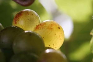 Modra: Privat vinsmaking guidet av vingårdens eier