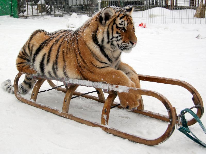 Oasis of the Siberian Tiger