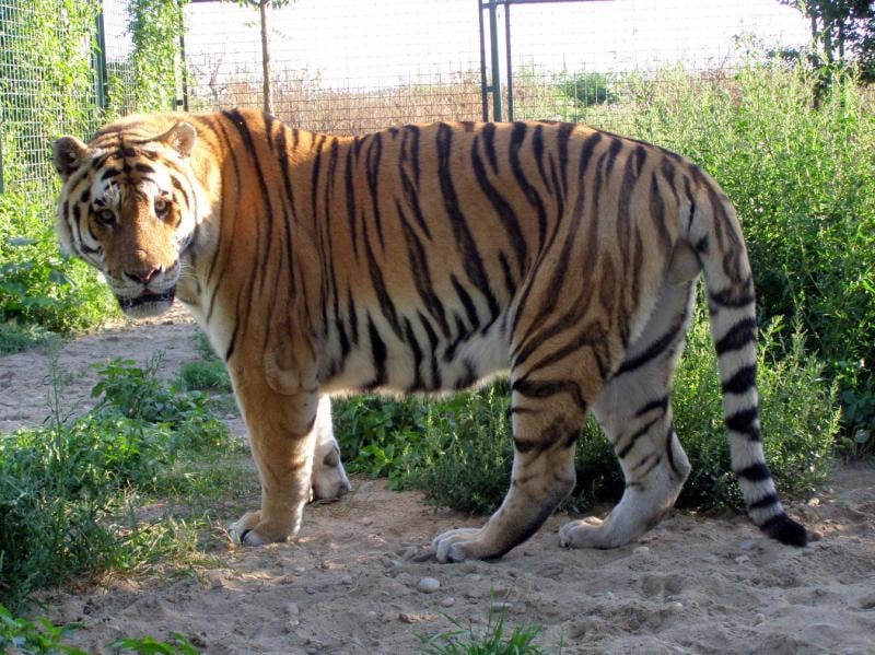 Oasis of the Siberian Tiger