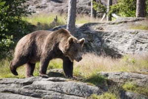 Bear Watching Slovakia