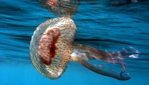 Sunday Carnival; Credit: kurentovanje.net