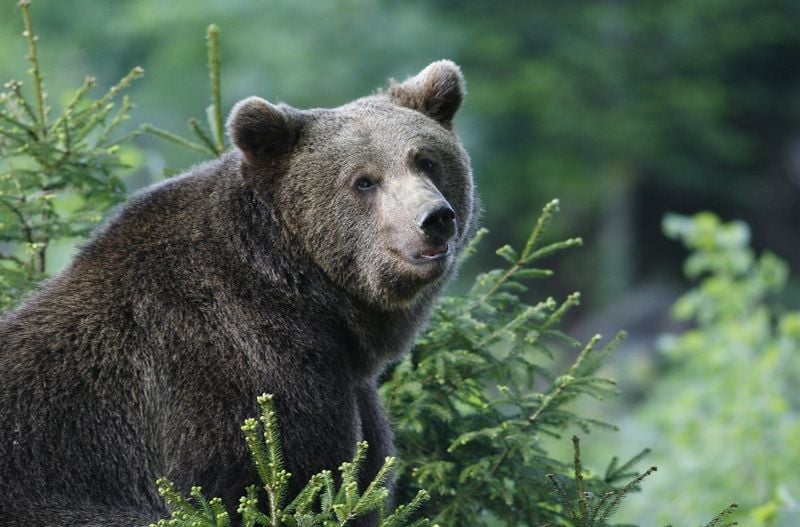 Brown Bear; Credits: Slovenia.info; Author: Bobo