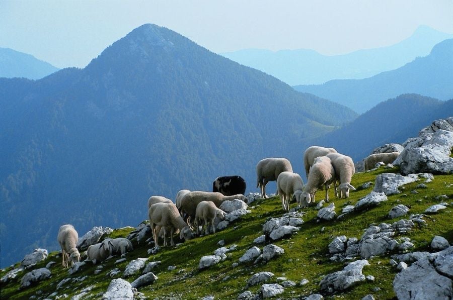Slovenian Sheep; Credits Slovenian-Alps.com