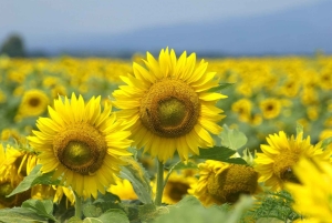 Aito Slovenia: Mystery Travel -päiväretki