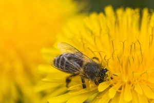 Aito Slovenia: Mystery Travel -päiväretki