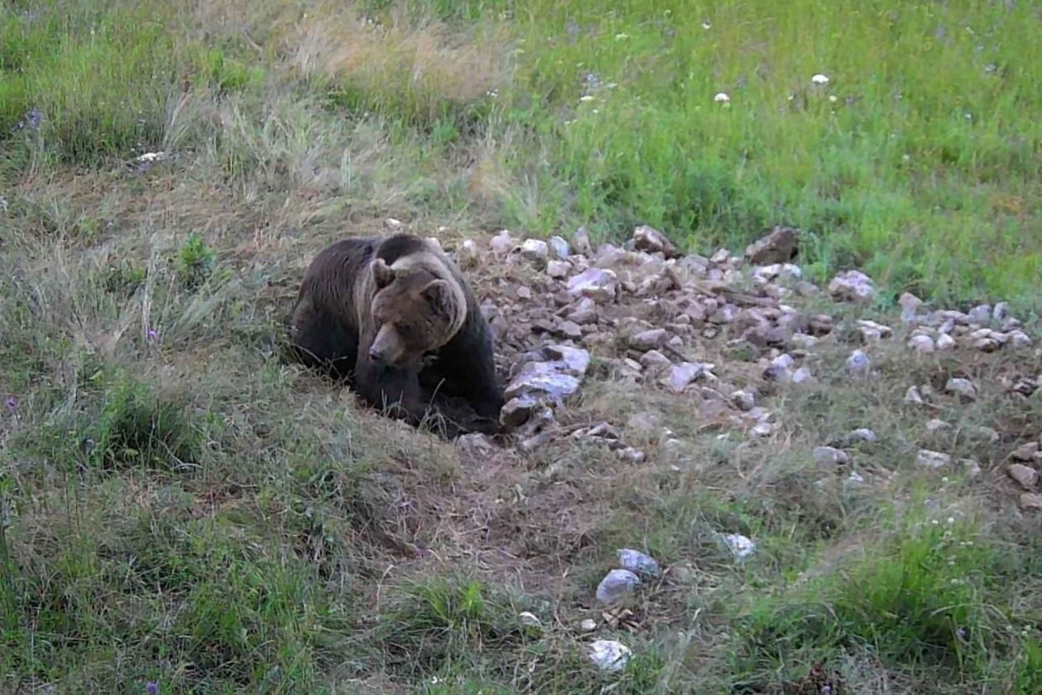Obserwacja niedźwiedzi w Słowenii