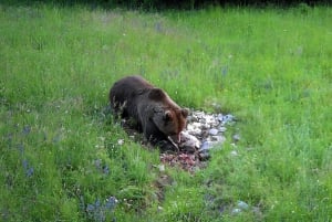 Björnskådning Slovenien