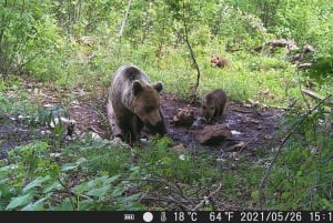 Observação de ursos na Eslovênia