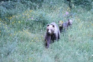 Bjørneobservasjon i Slovenia
