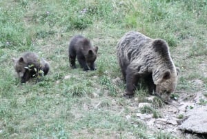 Bjørneobservation i Slovenien