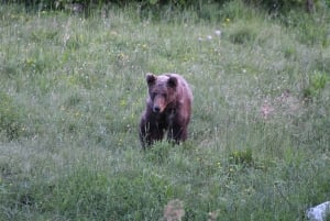 Наблюдение за медведями в Словении