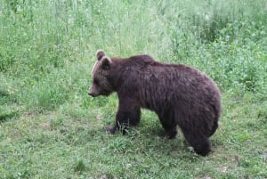 Observação de ursos na Eslovênia