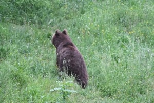 Osservare gli orsi in Slovenia
