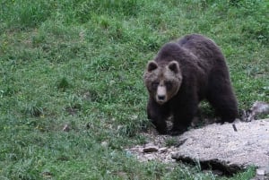 Bjørneobservation i Slovenien