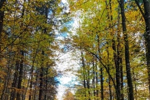 Bled: Tour privato in bicicletta del Lago di Bled e del Parco Nazionale del Triglav