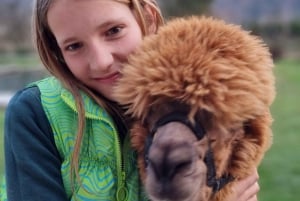 Walking with alpacas - Domačija Loncnar - Bohinj