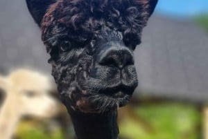 Walking with alpacas - Domačija Loncnar - Bohinj