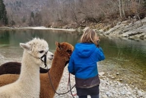 Walking with alpacas - Domačija Loncnar - Bohinj