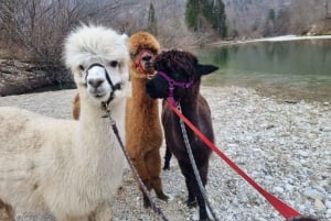 Walking with alpacas - Domačija Loncnar - Bohinj