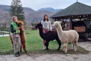 Walking with alpacas - Domačija Loncnar - Bohinj