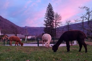 Walking with alpacas - Domačija Loncnar - Bohinj