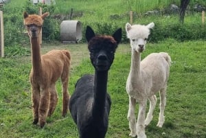 Walking with alpacas - Domačija Loncnar - Bohinj