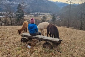 Walking with alpacas - Domačija Loncnar - Bohinj