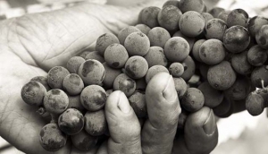 Edi Simcic Wines